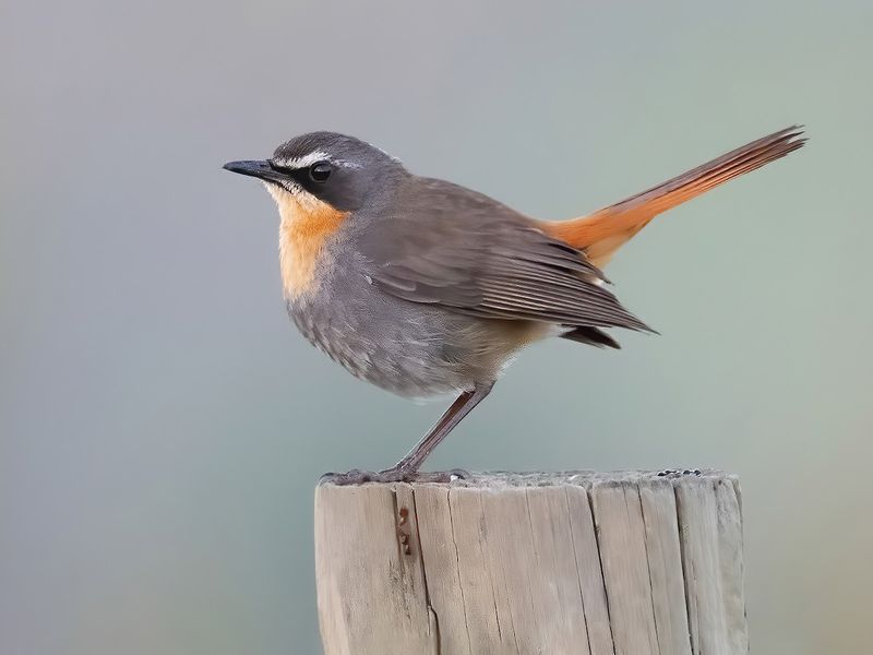Cape Robin-Chat