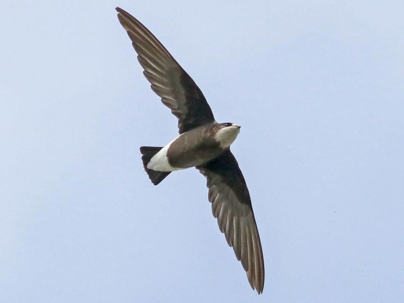 White-Throated Needletail: The Horizontal Speed King