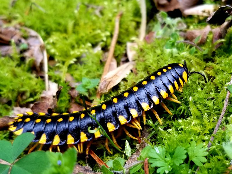 Millipedes: Chemical Warfare Specialists