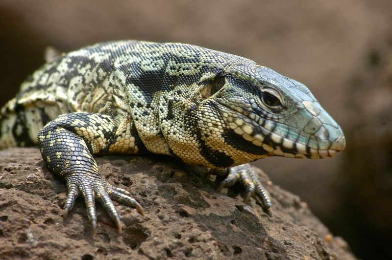 Argentine Black And White Tegus