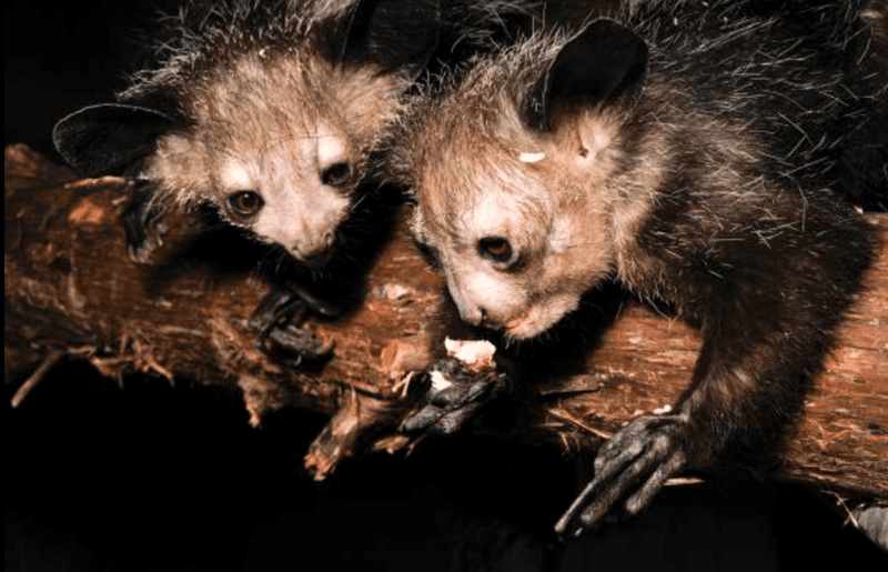Perfecting Their Foraging Skills