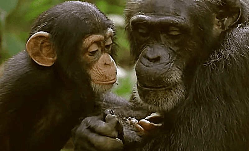 Maternal Influence