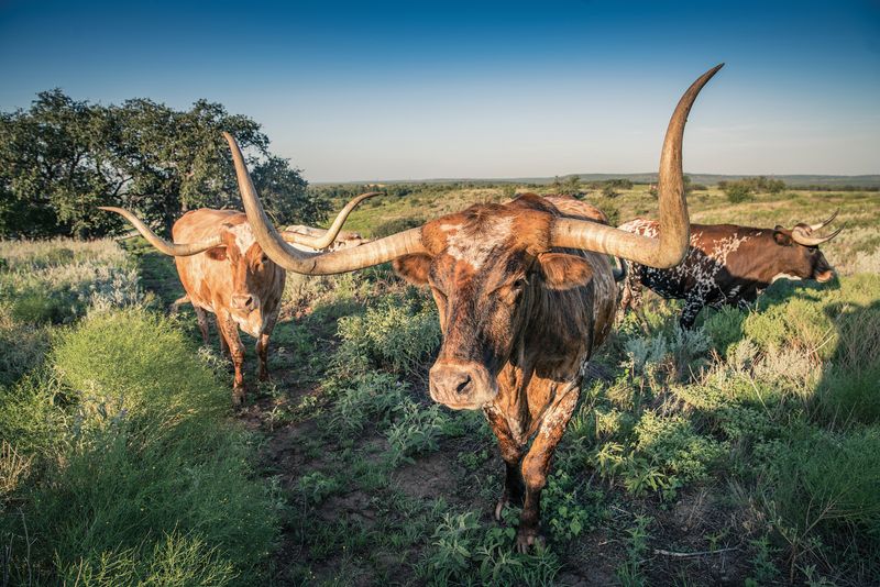 Specialized Breeds Offer Natural Protection