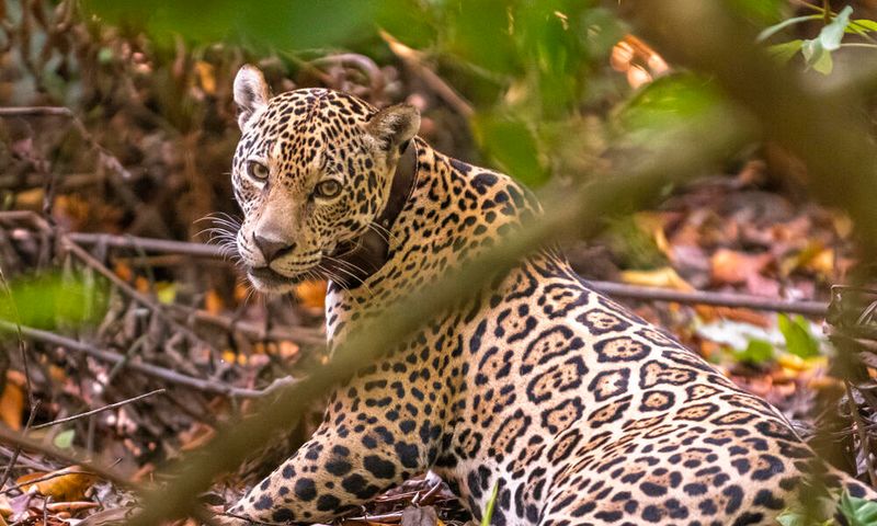 Technology Is Revolutionizing Big Cat Monitoring