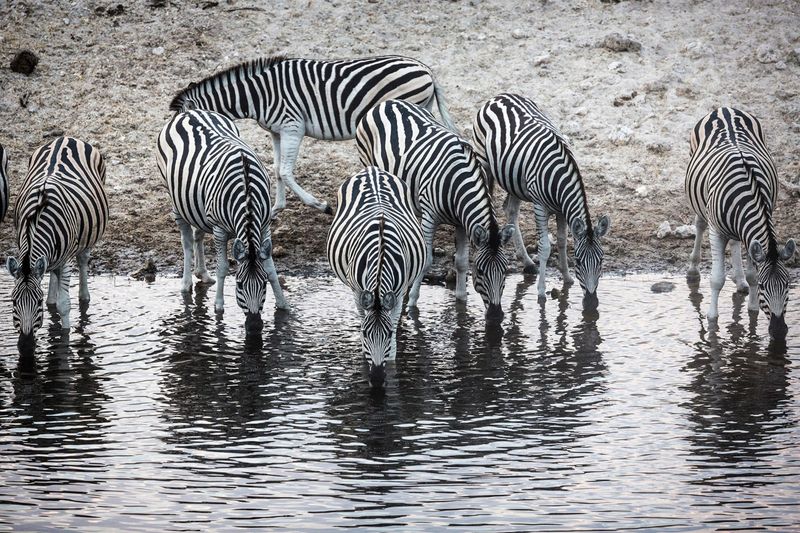Zebra Crossings - Protecting Migration Routes