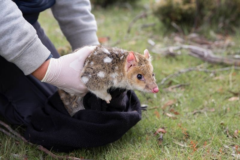 Why This Comeback Matters For Australia's Native Biodiversity