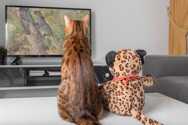 Leaving The TV On Rarely Provides Comfort