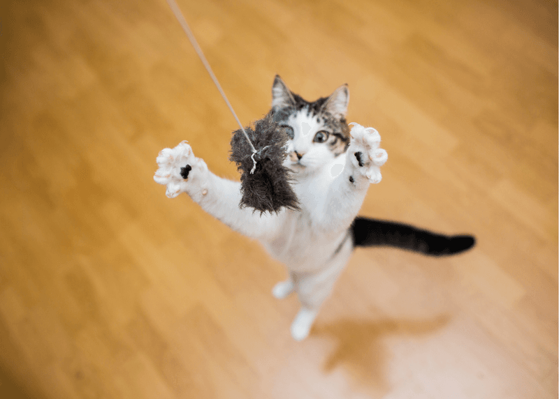 Feline Agility Training