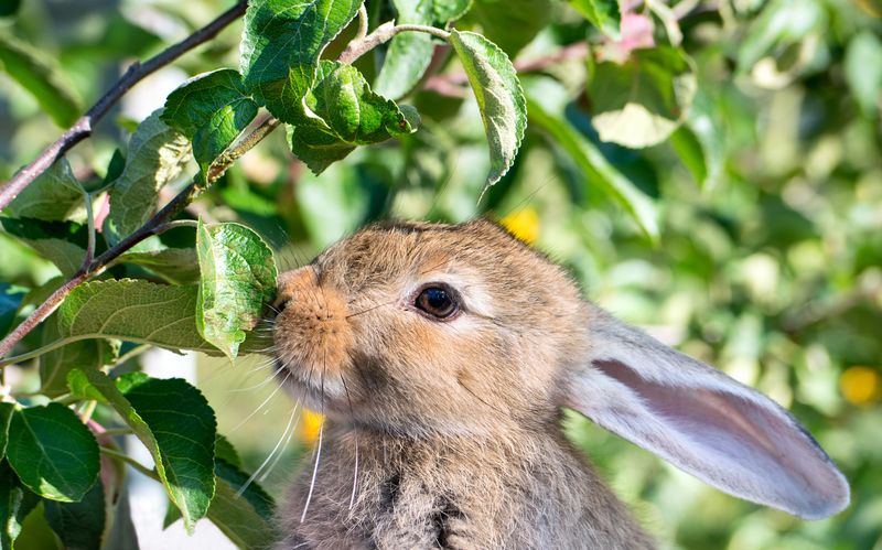Commercial Rabbit Repellents