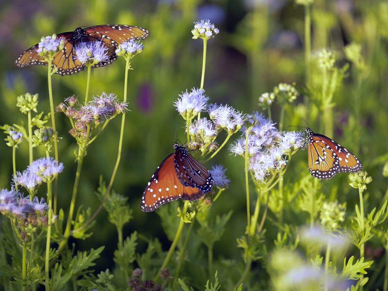Avoiding Harmful Chemicals In Your Garden