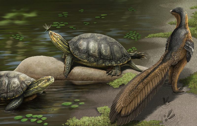 Paleontologists Use This Fossil To Understand Turtle Evolution