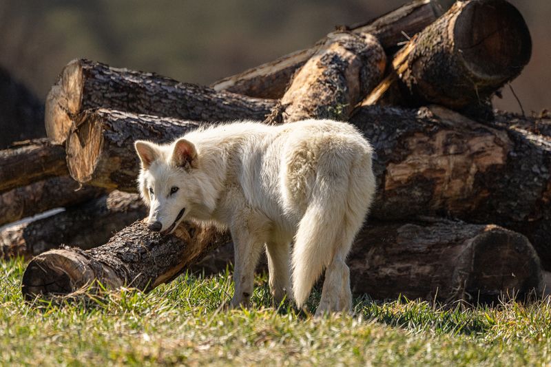 Dire Wolves And Their Role In Pleistocene Ecosystems