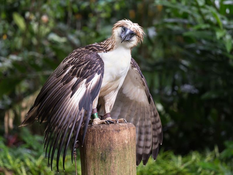 Over Sixty Eagle Species Exist Worldwide