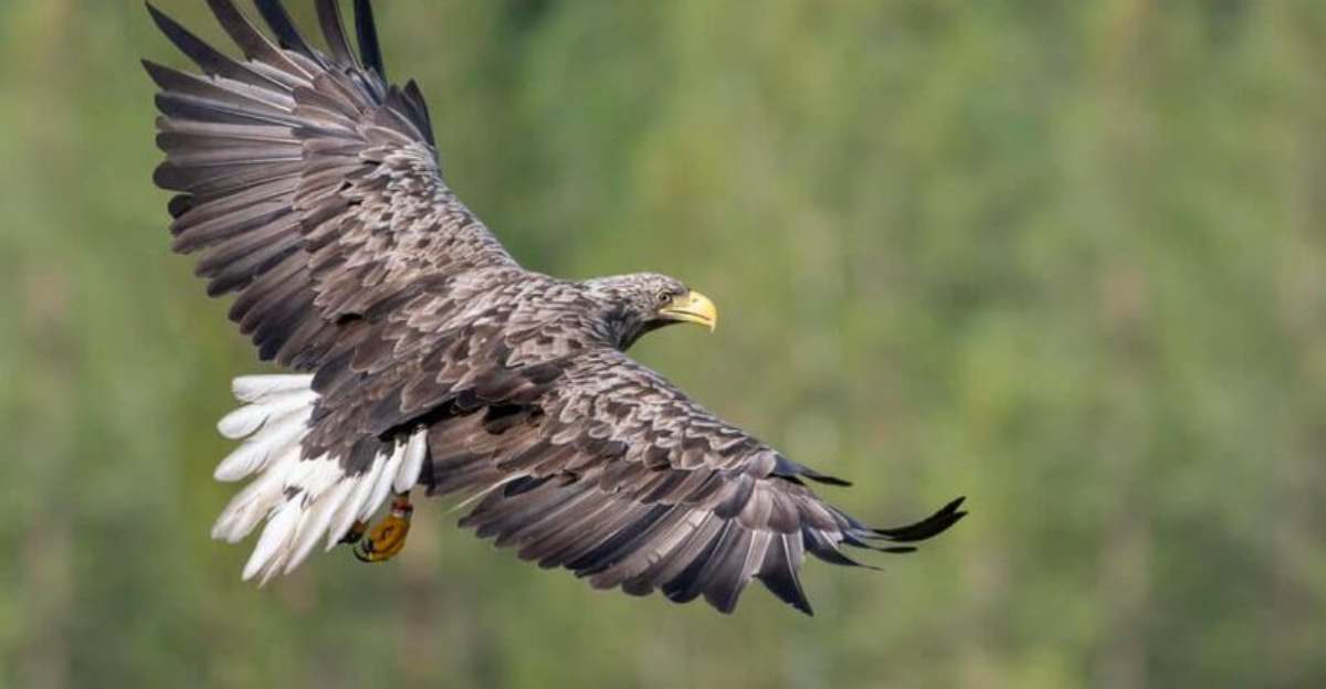 Comparing The World's Most Massive Eagles