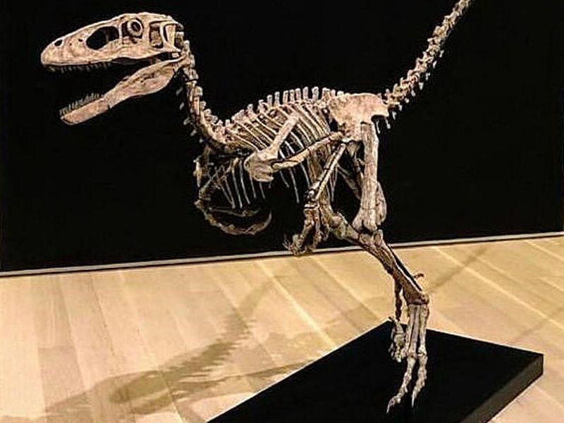 Interest In Fossil Hunting