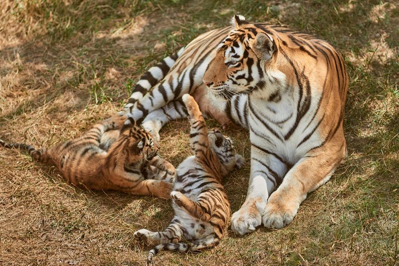 Cub Vulnerability Creates Danger