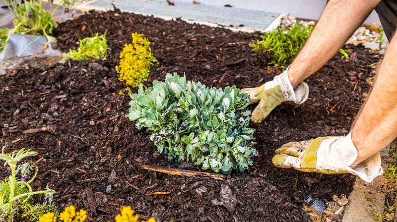 Excessive Mulch