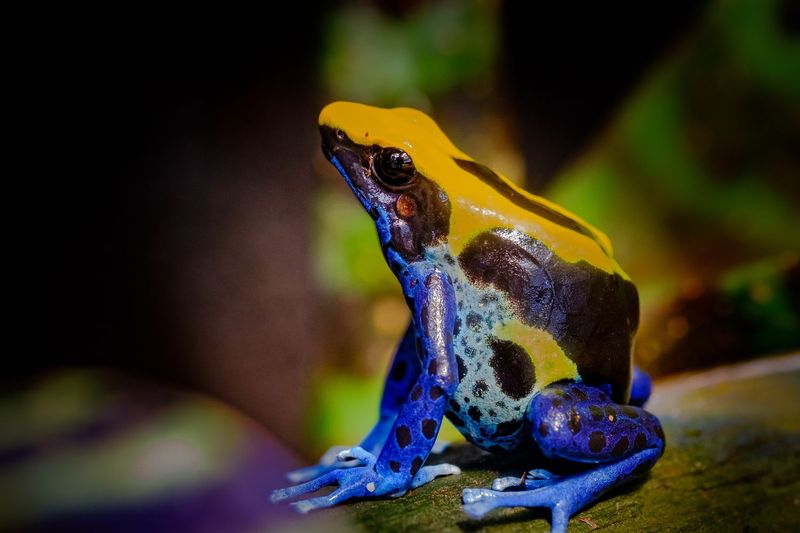Poison Dart Frog