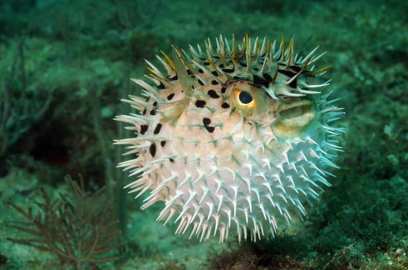 Pufferfish: Nature’s Inflatable Danger