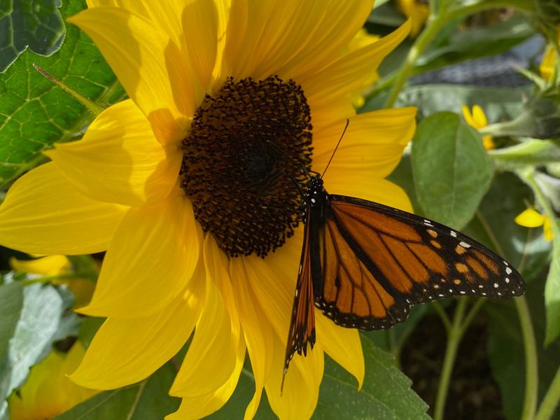 Sunflower