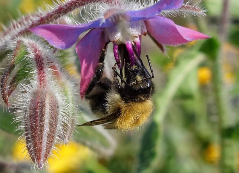 Borage: The Blue Star Attractor