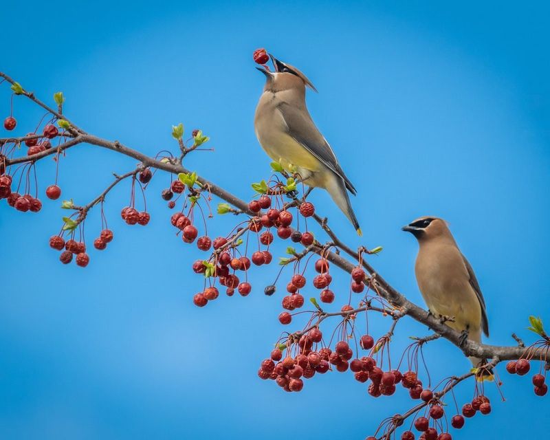 Serviceberry: Spring's First Feast