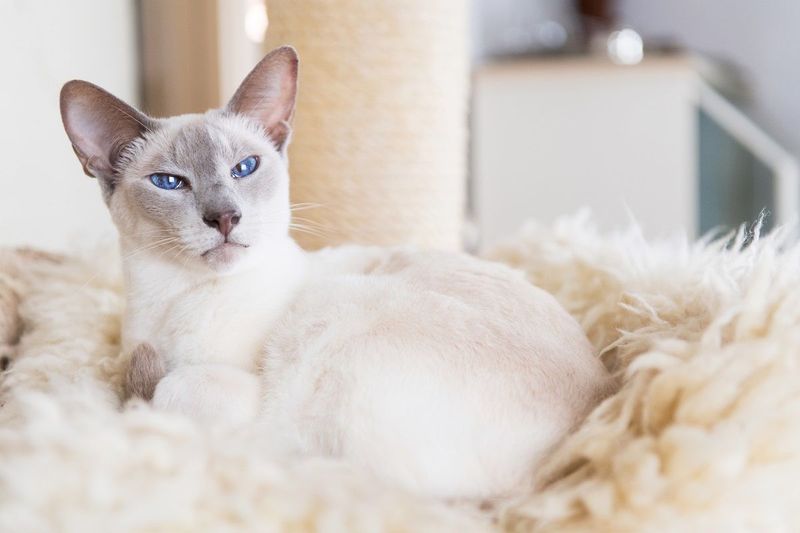 Sophisticated Blue Points
