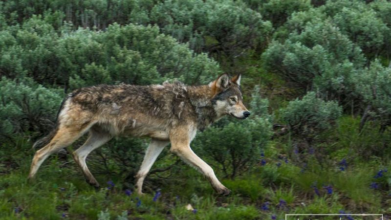 Wolves As A Symbol Of Wild Restoration