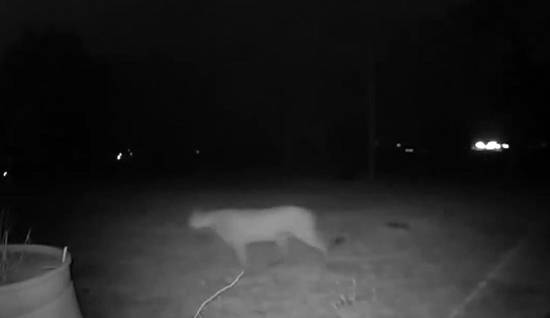 Trail Camera Verification Process
