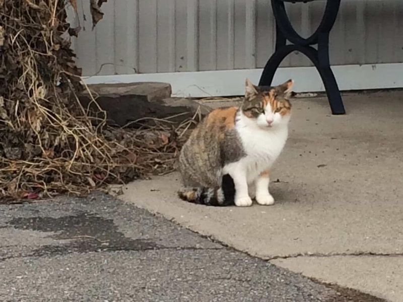 Socialize Friendly Strays For Potential Adoption