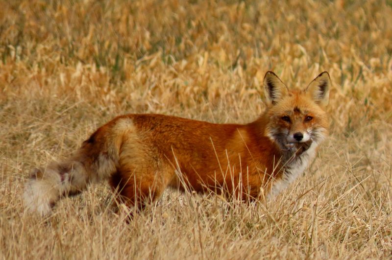 Delaware – Red Fox