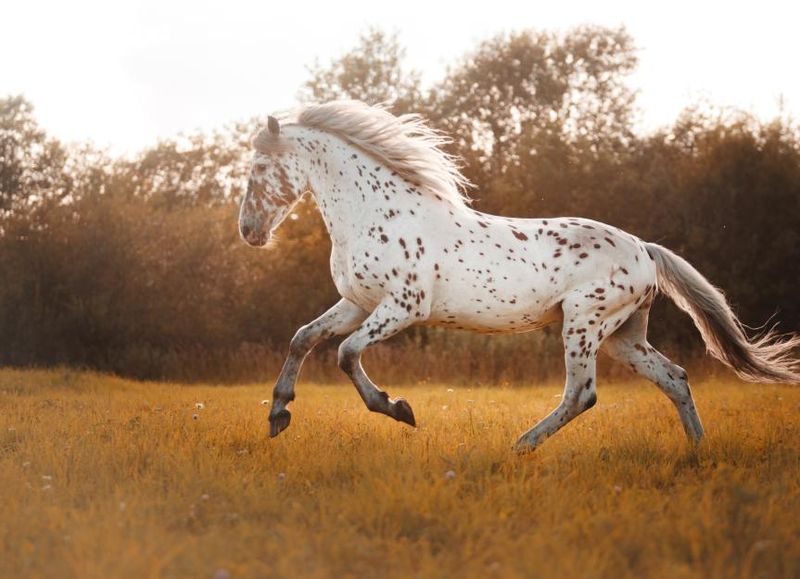 Appaloosa