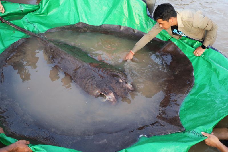 Conservation Concerns For Mekong Giant Catfish