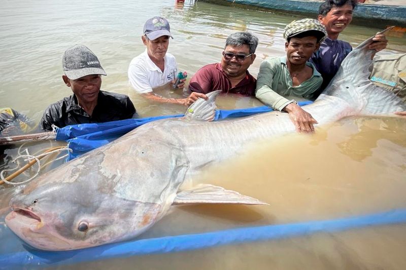 How The Mekong Giant Catfish Was Caught