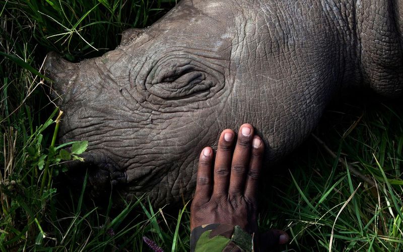 Moral Obligation To Undo Human Damage