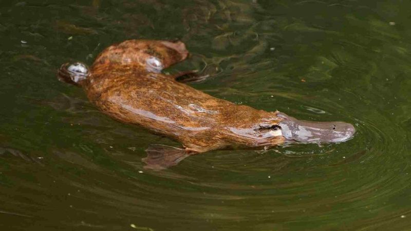 Platypus Myths