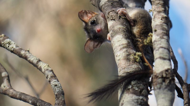 The Role Of The Scotia Wildlife Sanctuary