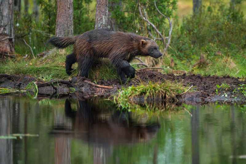 The Role Of Northern Regions In Wolverine Conservation