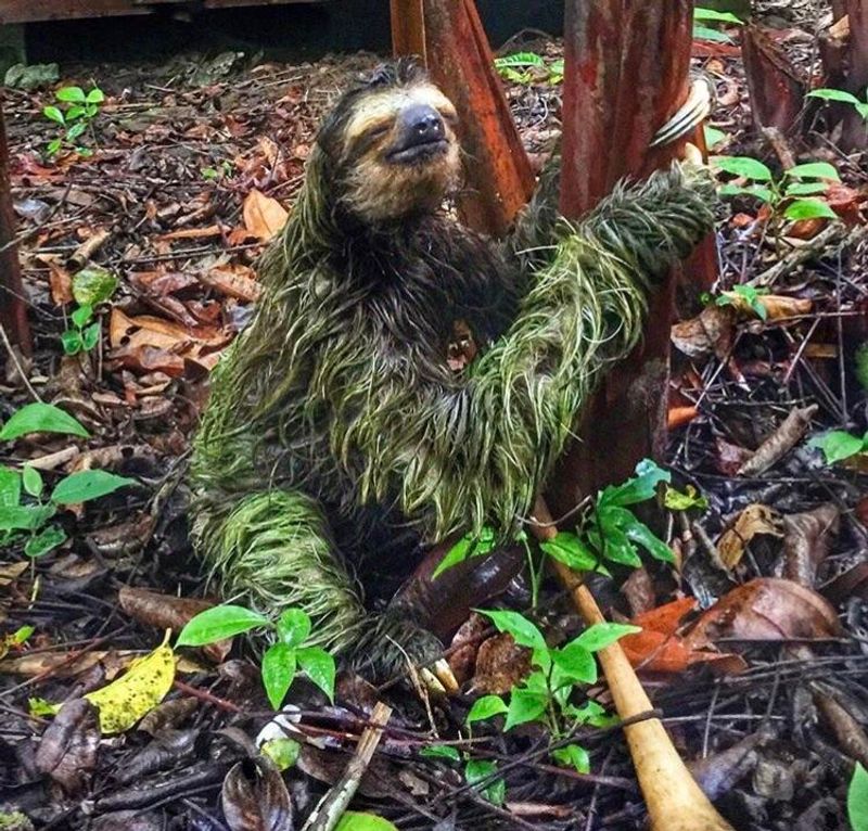 The Role Of Sloths In Their Ecosystem