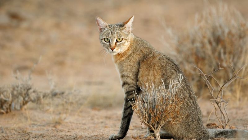 The Importance Of Protecting The Afro-Asiatic Wildcat