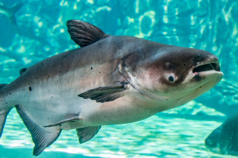 Future Of The Mekong Giant Catfish