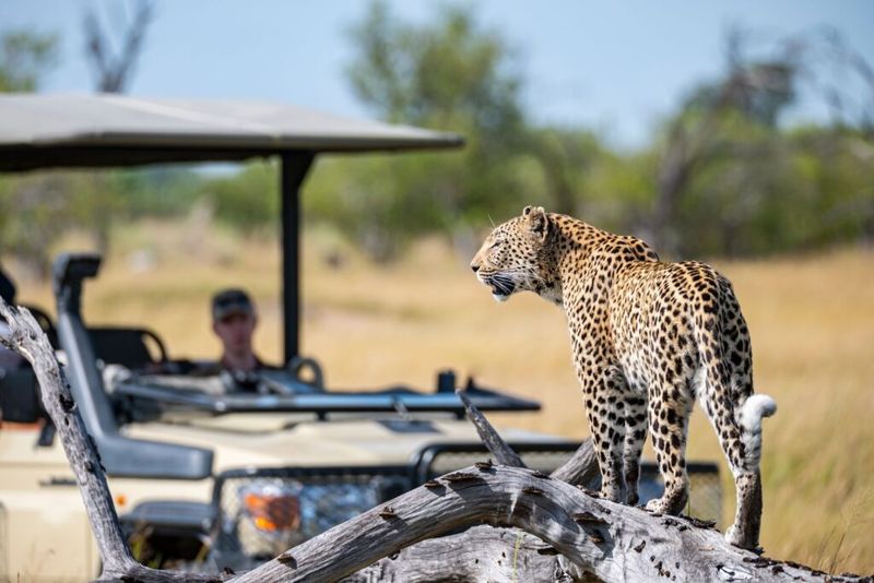 Seeing All Five Is A Safari Milestone