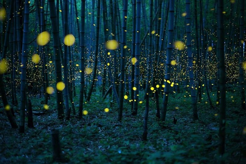 How To Help Protect Fireflies In Your Own Backyard