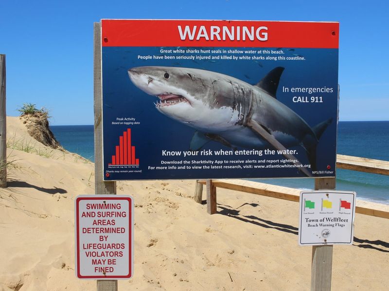 Beaches Implemented Shark Measures