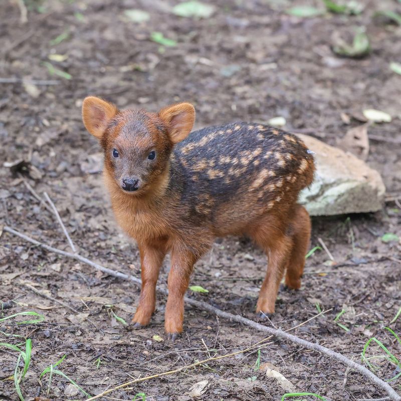 Adorable Fawns