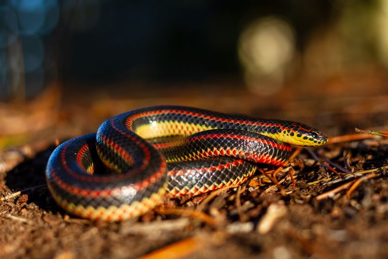 The Discovery Of The Largest Rainbow Snake