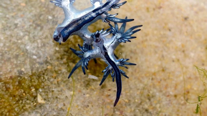 Fun Facts About Blue Dragons