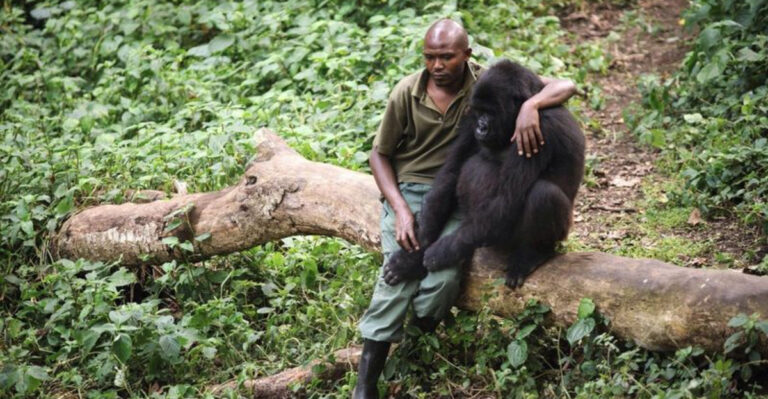 Conservationists Celebrate Successful Reintroduction Of Gorillas To Their Natural Habitat
