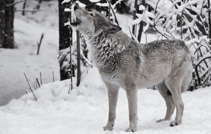 Historic Predator Returns With Modern Challenges