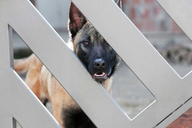 Manage Territorial Barking